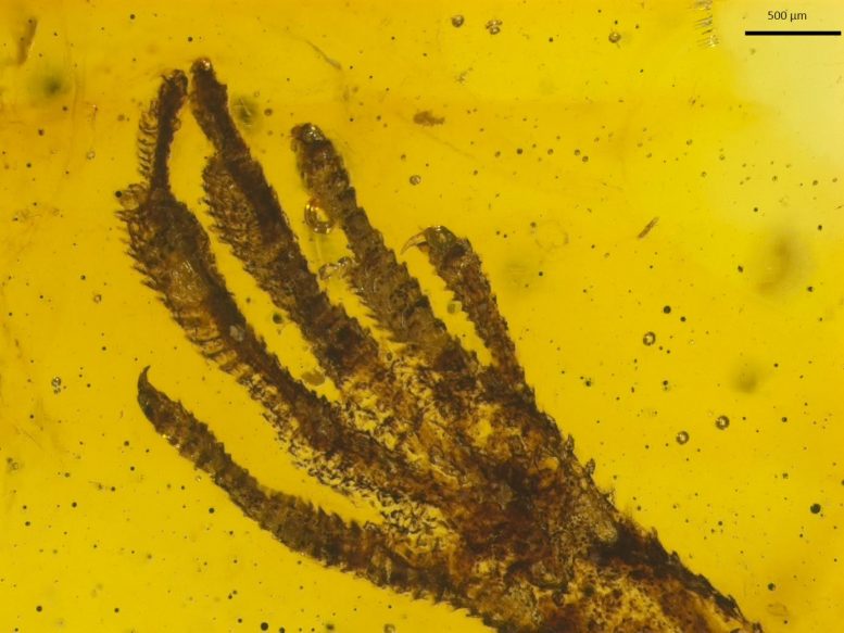 Tiny Lizard Forefoot in Amber