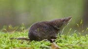 Tiny Mammals Reduce the Size of Their Organs in the Winter