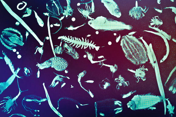 Tiny Plankton May Have a Big Effect on the Ocean’s Carbon Storage
