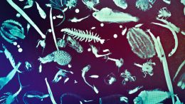 Tiny Plankton May Have a Big Effect on the Ocean’s Carbon Storage