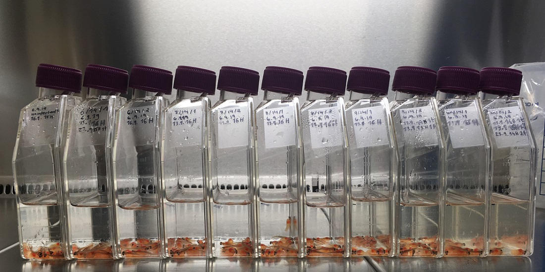 How Scientists Are Using Bacteria To Make Salmon Healthier