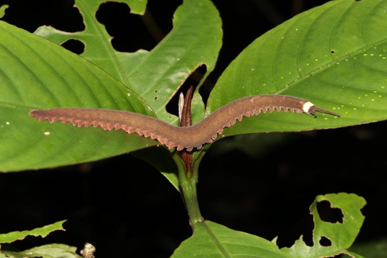 Tiputini Velvet Worm on Leaf