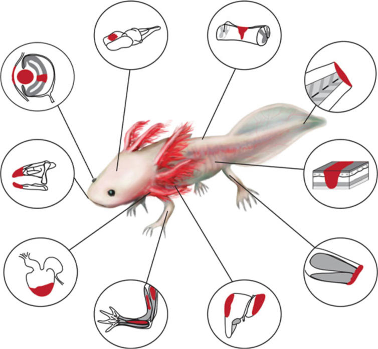 Tipi di tessuto che l'Axolotl può rigenerare