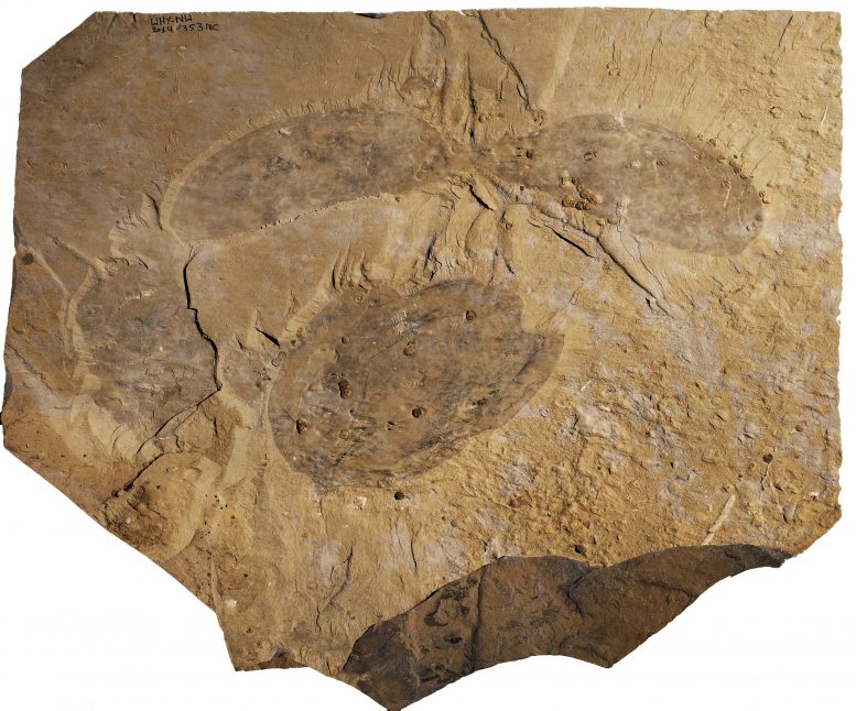Titanokorys gainesi Holotype Fossil