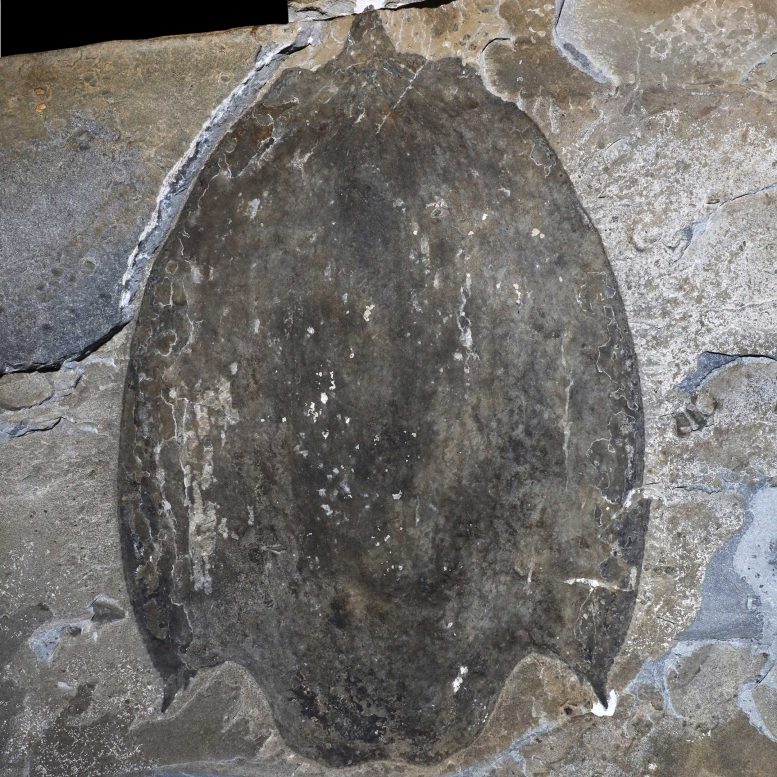Titanokorys gainesi carapace Fossil