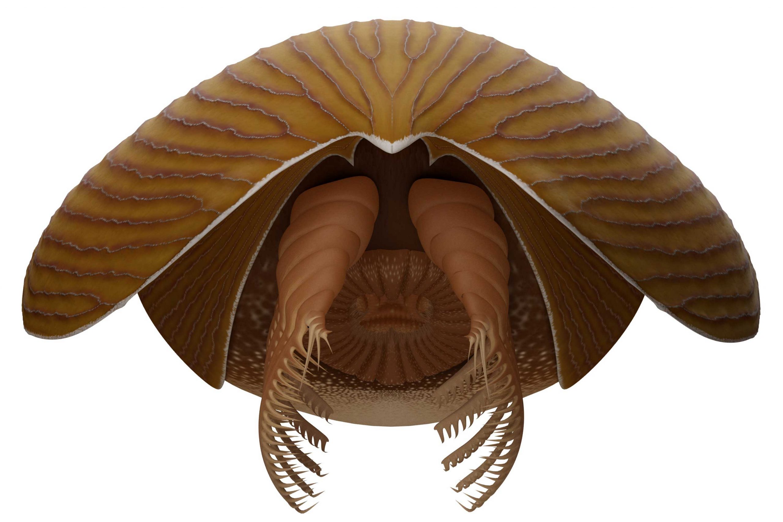 Absolutely Mind-Boggling” Massive New Animal Species Discovered in 500  Million-Year-Old Burgess Shale
