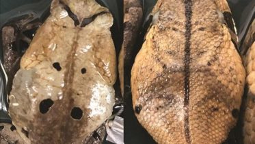 Toad and Gaboon Viper Side-By-Side Comparison