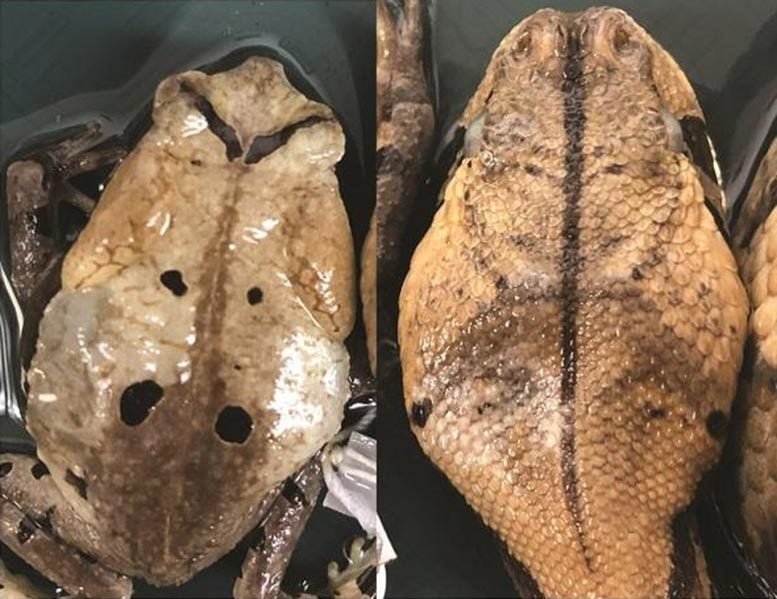 Toad and Gaboon Viper Side-By-Side Comparison