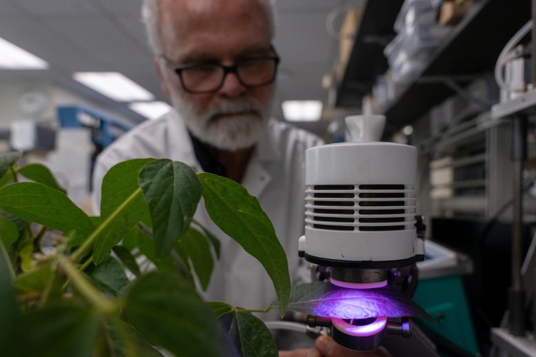 Tom Sharkey Measures the Rate of Photosynthesis