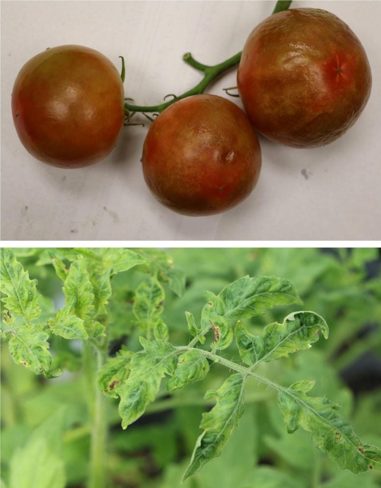 Tomato Fruits and Leaves Showing Viral Infection