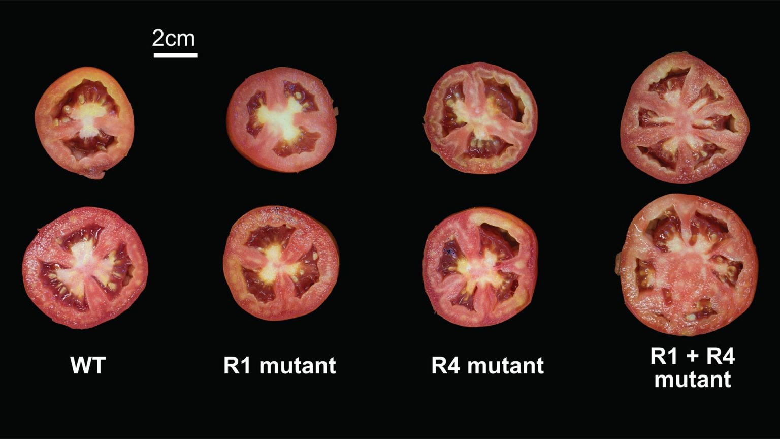 The Tomato Genomics Consortium Sequences the Tomato Genome
