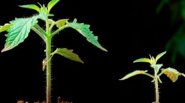Tomato Plant Growth Art