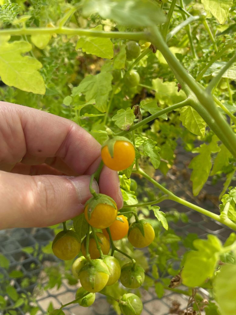 Tomato Plant With Common Alkaloid Profile