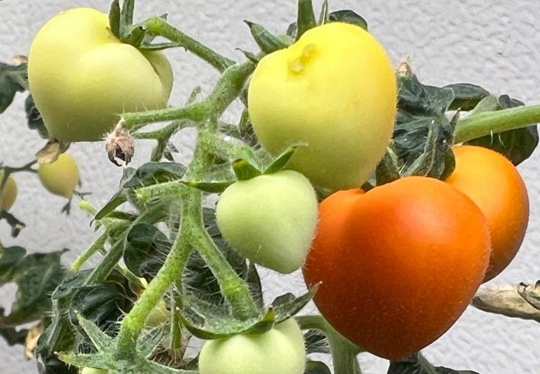 Tomato Plants Exposed to Psychoactive Pharmaceuticals
