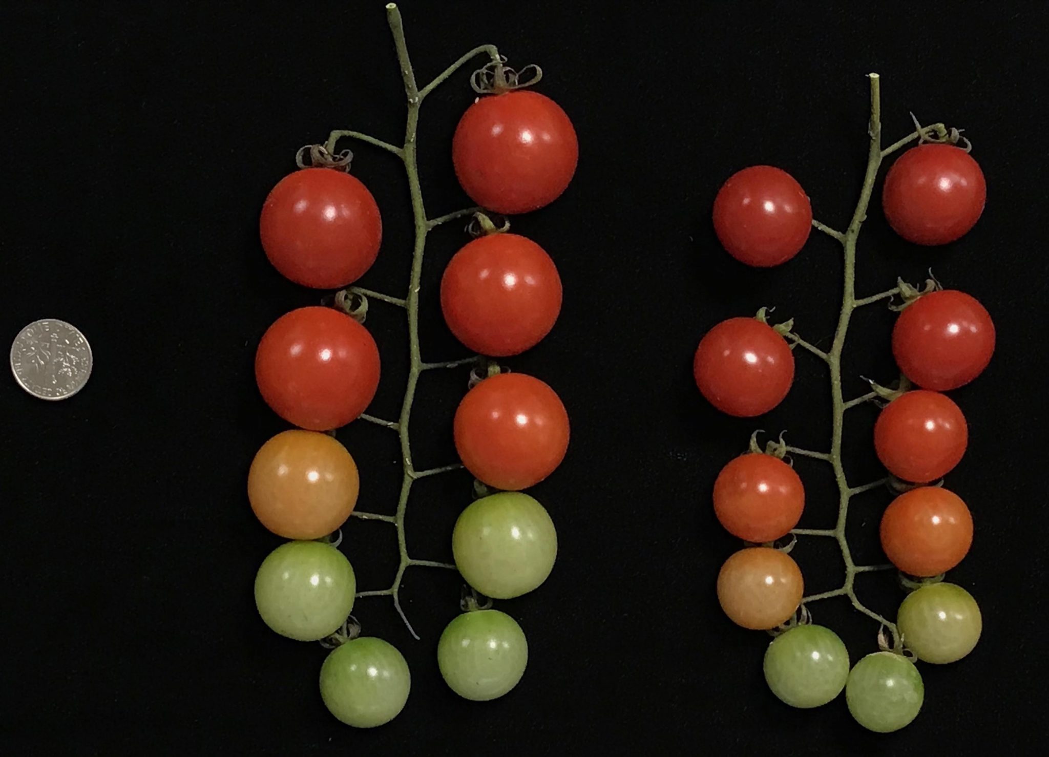 Tomato’s Hidden DNA Mutations Revealed in Study of 100 Varieties