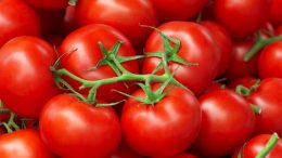 Tomato genome sequenced