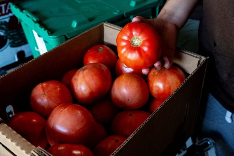 Tomatoes in Container
