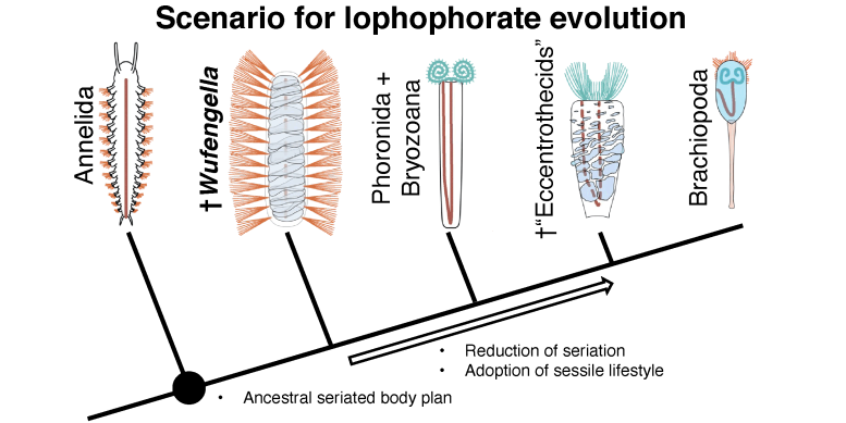 Tommotiids Evolution Schematic
