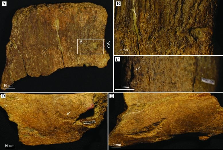 Tooth Traces on Neural Spine Fragments