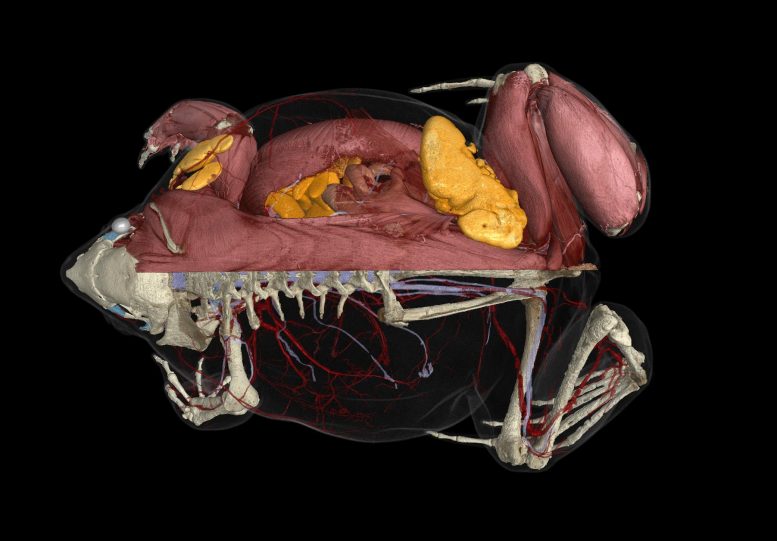 Toothless Guinea Snout Burrowing Frog CT Scan