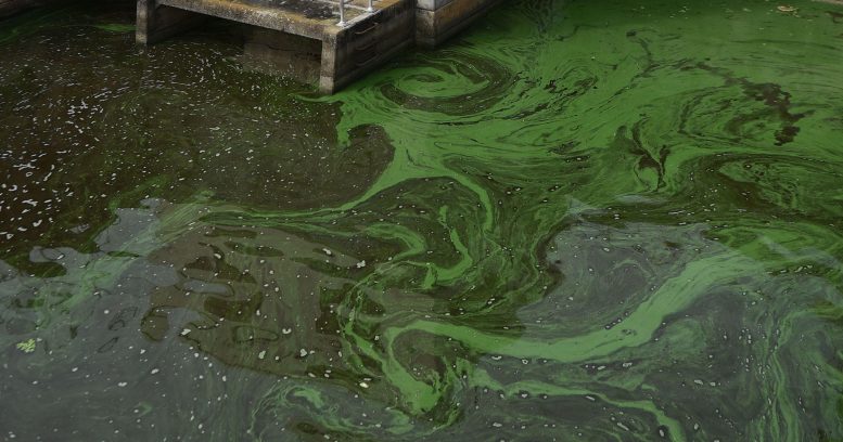Toxic Algae Blooms