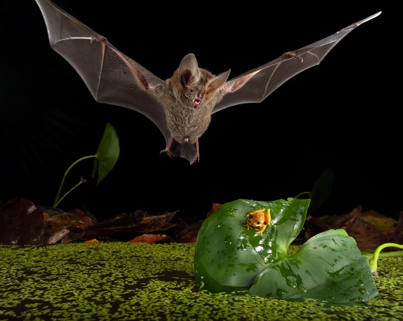 Meet the Tiny Bat That Hunts Like a Lion