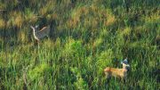 Tracking White Tailed Deer Movements During Hurricane Irma