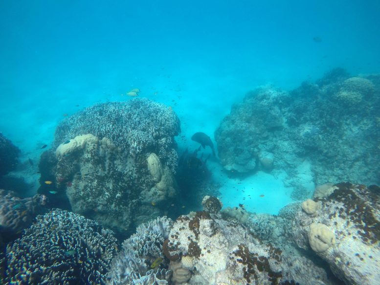 “Traffic Calming” Boosts Breeding on Coral Reefs