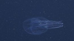 Stunning Diversity of Comb Jellies Revealed Through Genetic Probes