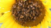 Trained Bees on Sunflower