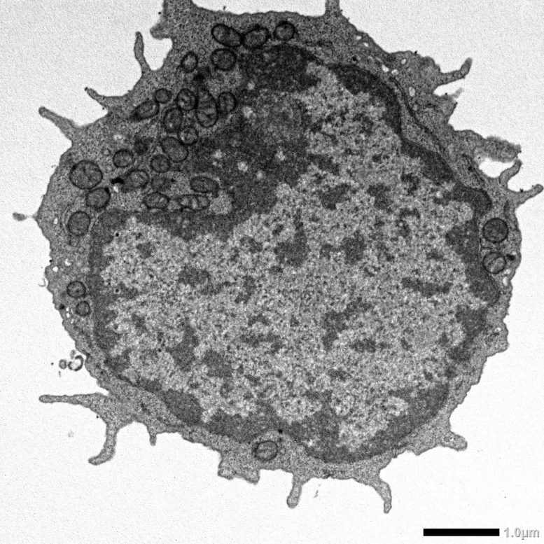 Transmission Electron Microscopy Images of Hematopoietic Stem Cells