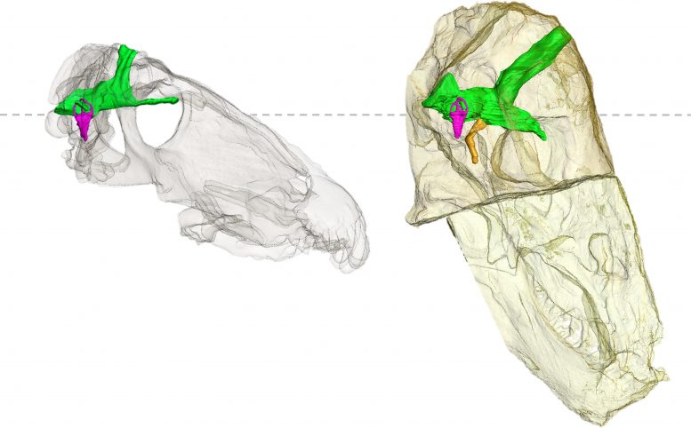 Transparent Anteosaurus Skull