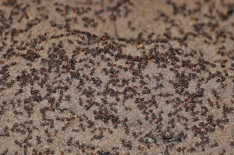 Trapped Ants Polish Nuclear Weapon Bunker