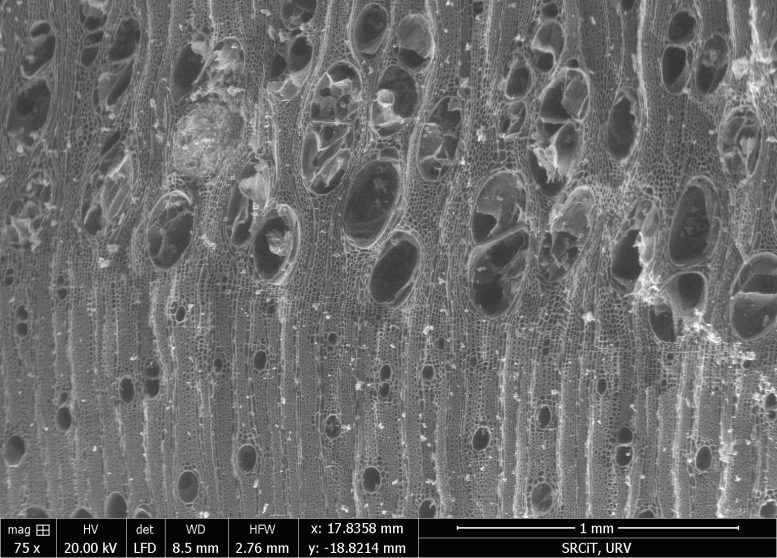 Traverse Section of a Charcoal Fragment of Ash Observed Under an ESEM Microscope