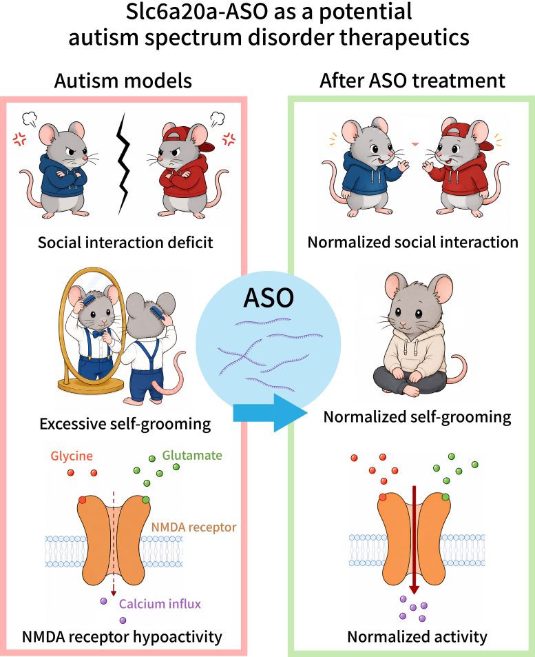 Treatment of Mutant Autism Mouse Models and Human Cortical Organoids