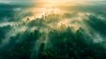 Tree Forest Fog Carbon Sequestration Art
