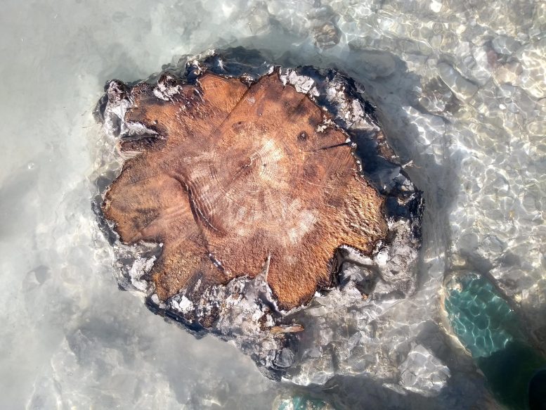 Tree Rings of a Buried Subfossil Tree in the Drouzet River