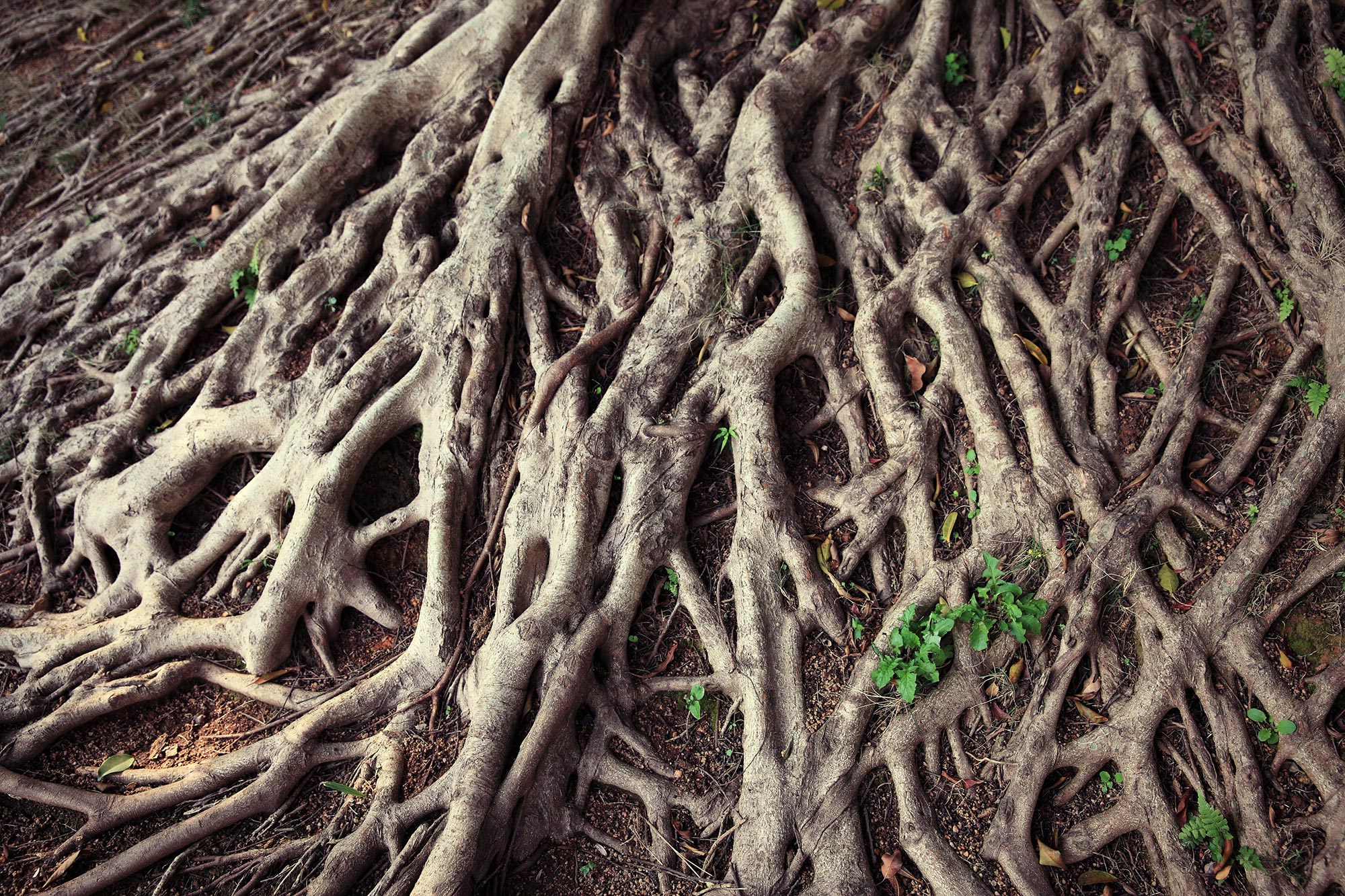 قد يكون سبب الانقراض الجماعي هو تطور جذور الأشجار