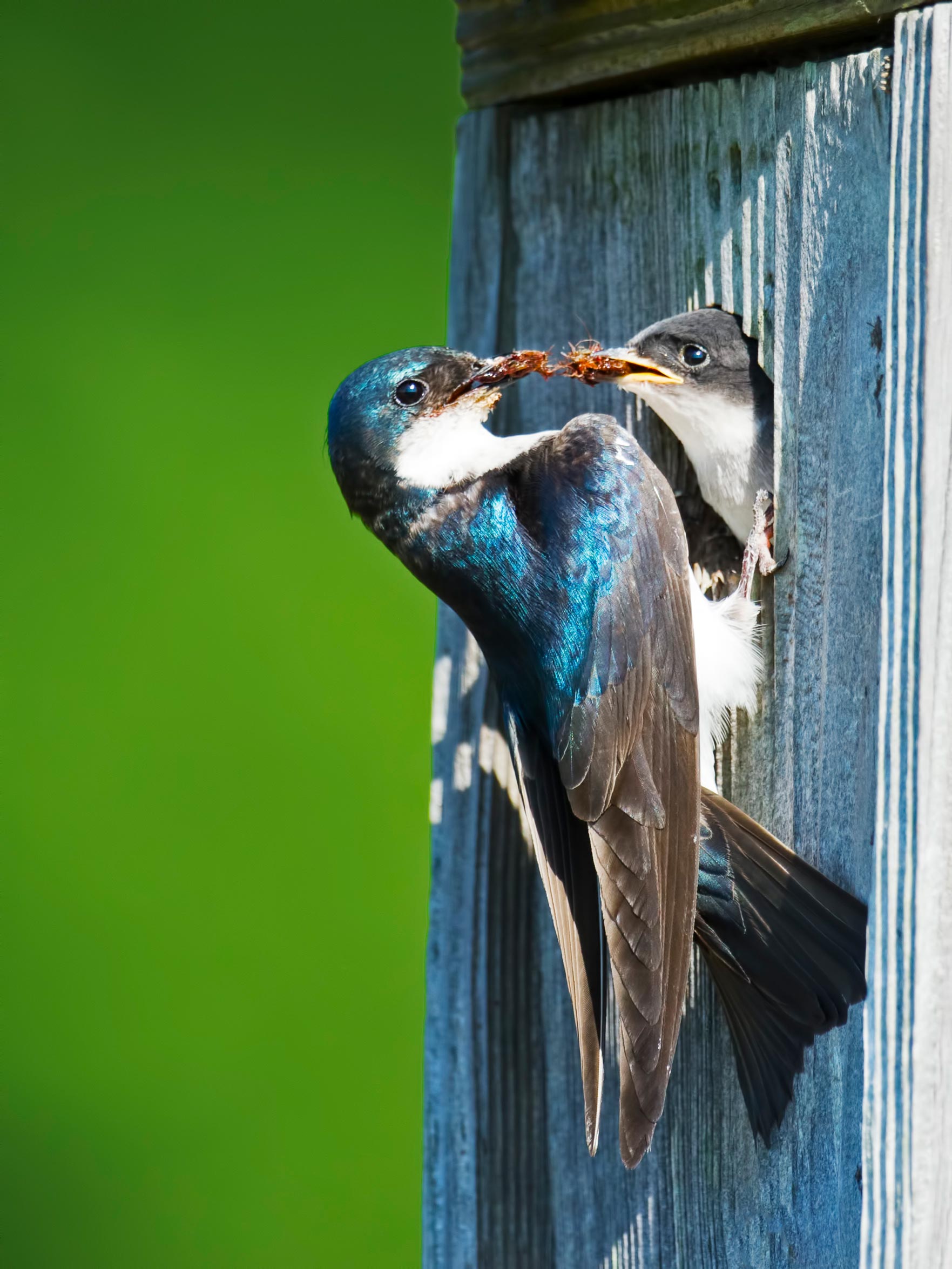 Songbird Nesting Under Threat Climate Driven Temperature Extremes 