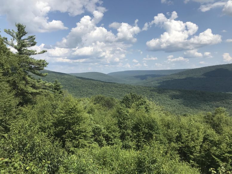 Trees on the Appalachian Ridge