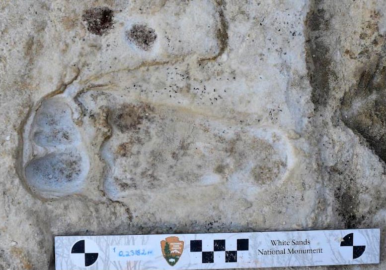 Fossilized Footprints - White Sands National Park (U.S. National