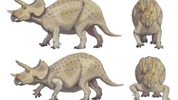 Triceratops Had Upright Forelimbs