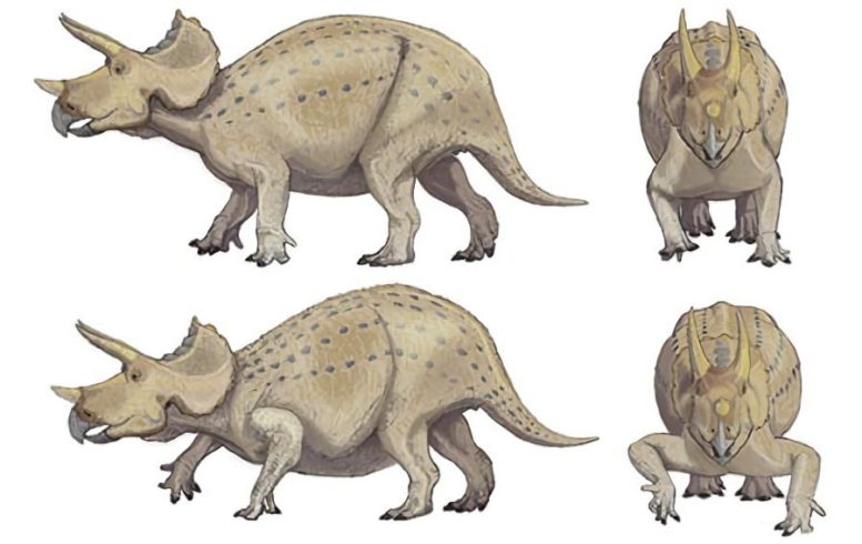 Triceratops Had Upright Forelimbs