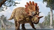 Triceratops Had a Relative Named Hellboy