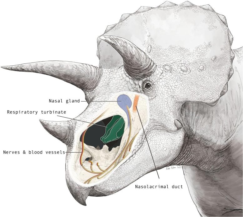 Scientists Just Solved the Mystery of Triceratops’ Giant Nose
