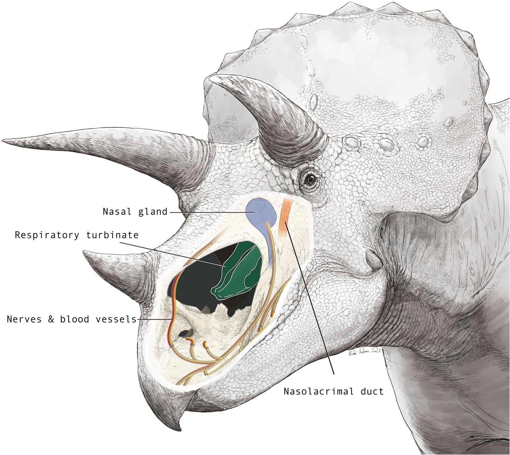 Scientists Just Solved the Mystery of Triceratops’ Giant Nose