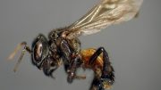 Trigona Family of Stingless Bees