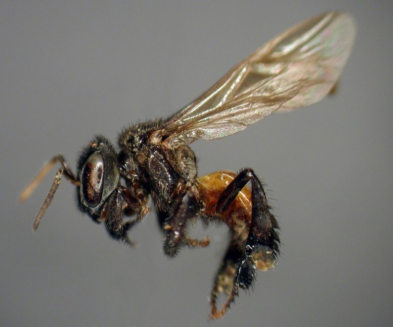 Una familia de abejas punzantes Trigona.