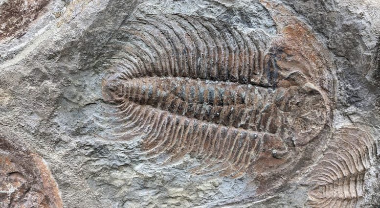 Trilobite Fossil