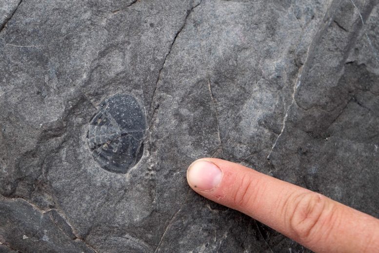 Trilobite Fossil Ordovician Strata